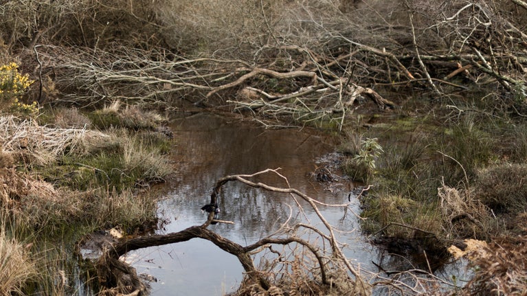 Deep pool surrounded by dense vegetation